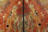 Tall, Colorful Petrified Wood Bookends - Madagascar #180250-2